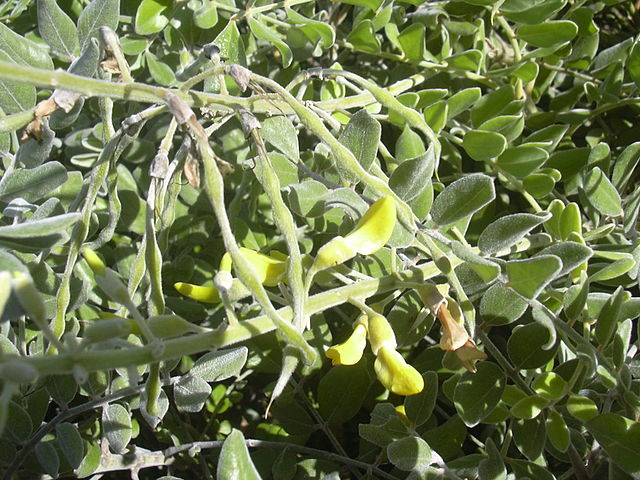 File:640px-Starr 031108-2065 Sophora tomentosa.jpg