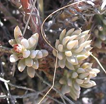 File:220px-Sedum sediforme hojas.jpg