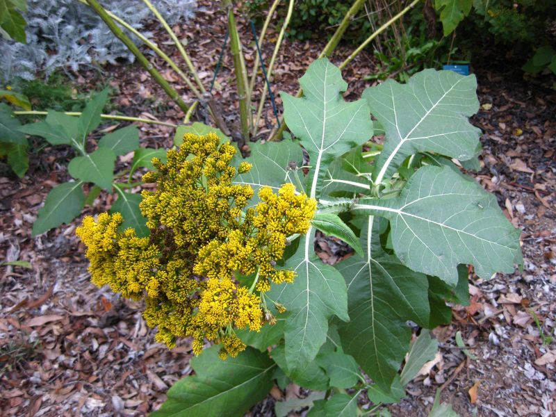 File:800px-IMG 2542 ucla09.jpg