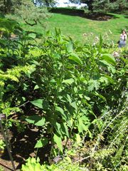 File:180px-IMG 0050 nybg09.jpg