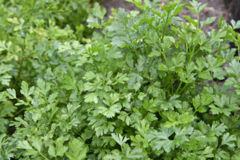 File:240px-Parsley bush.jpg