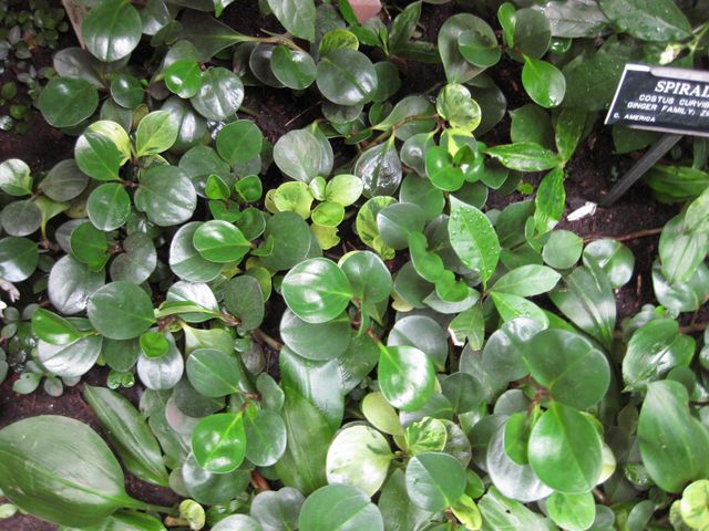 File:640px-IMG 1166 bbg09.jpg