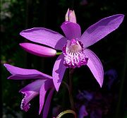 File:180px-Bletilla striata2.jpg