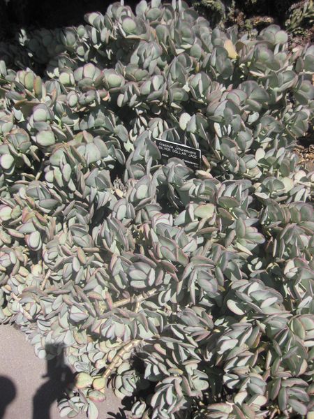 File:450px-IMG 2293 hunt0903.jpg