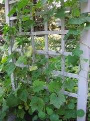 File:180px-IMG 0381 nybg09.jpg