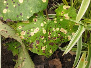 File:320px-IMG 6821 hunt09jun.jpg