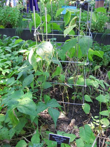 File:360px-IMG 0404 nybg09.jpg