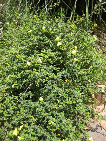 File:360px-IMG 7667 hunt09jun.jpg