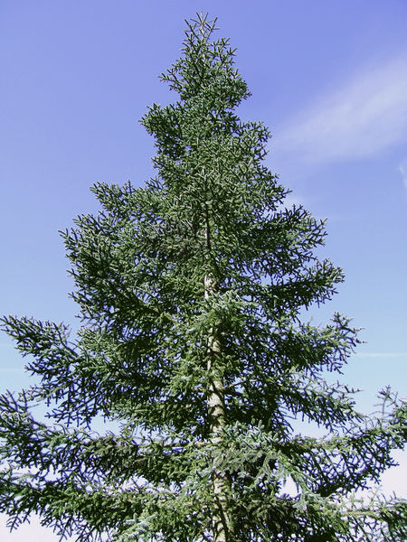 File:450px-2007-04-07Abies procera glauca01.jpg