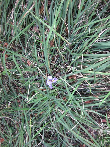 File:450px-IMG 2399 ucla09.jpg