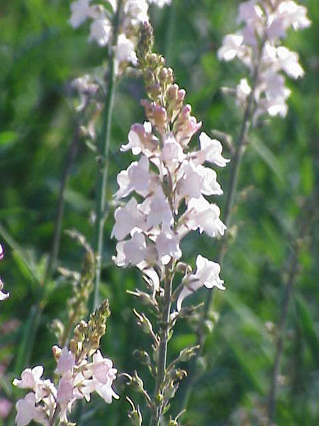 File:450px-Linaria purpurea2.jpg