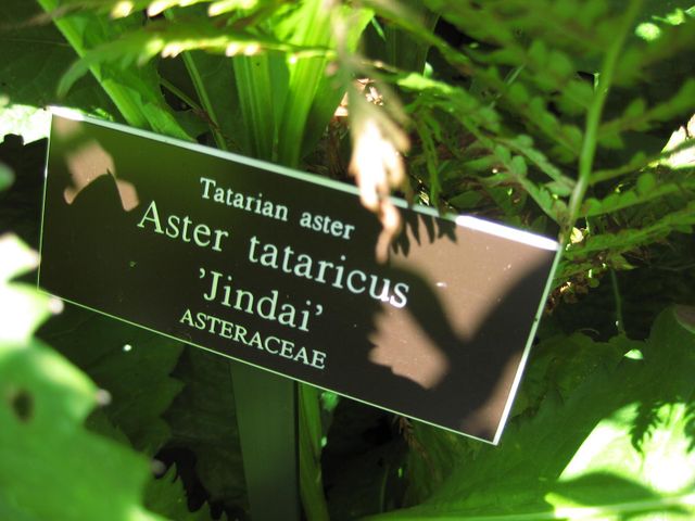 File:640px-IMG 0182 nybg09.jpg