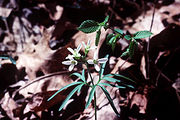 File:180px-Cardamine concatenata.jpg