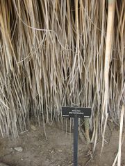 File:180px-IMG 7457 hunt09jun.jpg