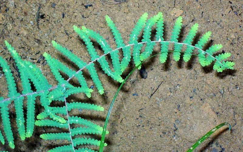 File:800px-Coral Fern Elvina Bay.jpg