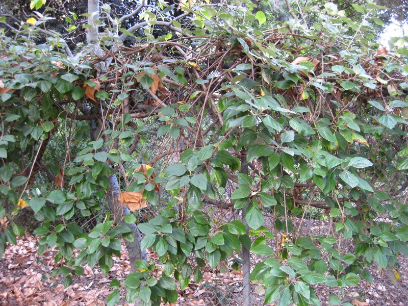 File:800px-IMG 2567 ucla09.jpg