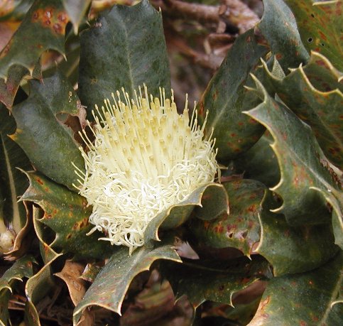 File:Dryandra sessilis 2 cape Naturaliste email.jpg