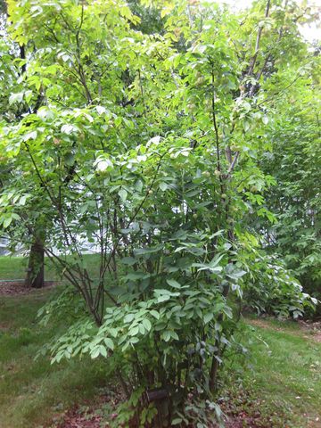 File:360px-IMG 1335 bbg09.jpg