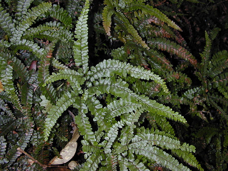 File:800px-Starr 030405-0235 Adiantum hispidulum.jpg