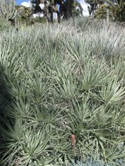 File:180px-IMG 2380 hunt0903.jpg