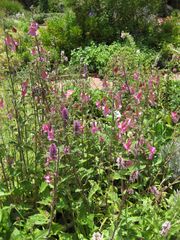 File:180px-IMG 7683 hunt09jun.jpg