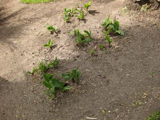 File:320px-IMG 4105 hunt0904.jpg