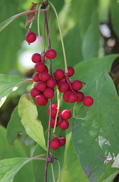 File:394px-Schisandra chinensis 2.jpg