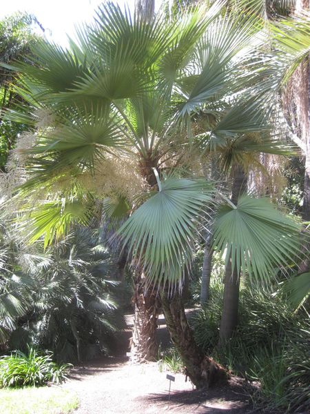 File:450px-IMG 2068 hunt0903.jpg