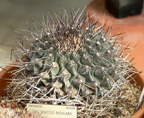 File:586px-Thelocactus rinconensis 2.jpg