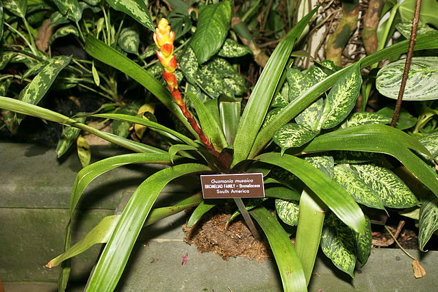 File:640px-Guzmania musaica.jpg