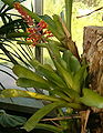 File:93px-Aechmea caudata HabitusInflorescence BotGardBln1006d.jpg