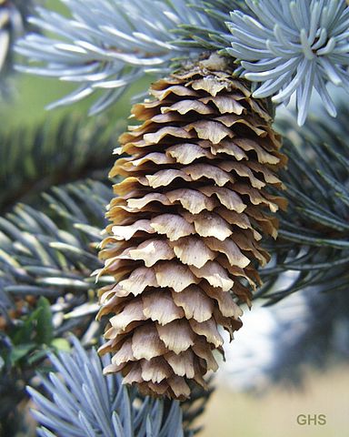 File:384px-Picea pungens2.jpg