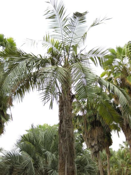 File:450px-IMG 4056 hunt0904.jpg