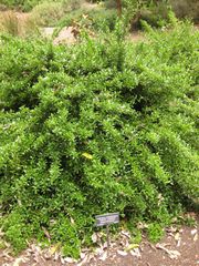 File:180px-IMG 7201 hunt09jun.jpg