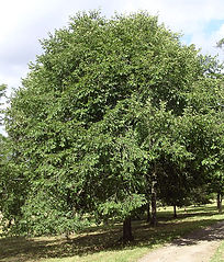 File:204px-Japanese elm.jpg