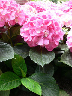 File:240px-Hydrangea macrophylla - Bigleaf hydrangea2.jpg