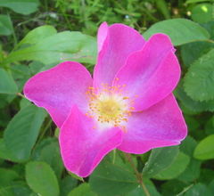 File:240px-Wild Rosa gallica Romania.jpg