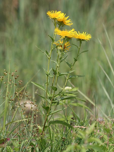 File:450px-Inula britannica.jpeg