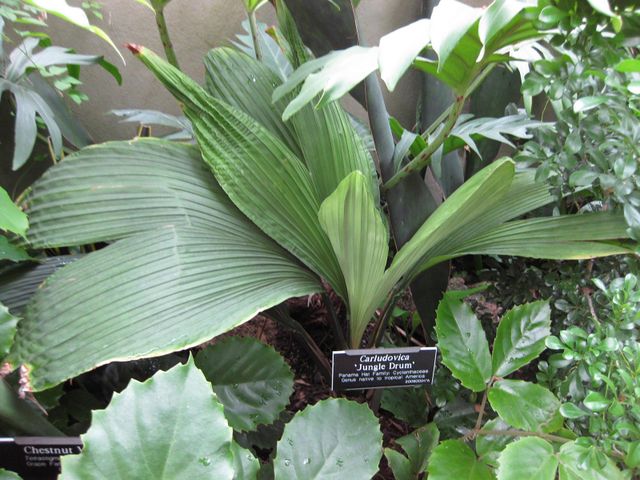 File:640px-IMG 1039 bbg09.jpg