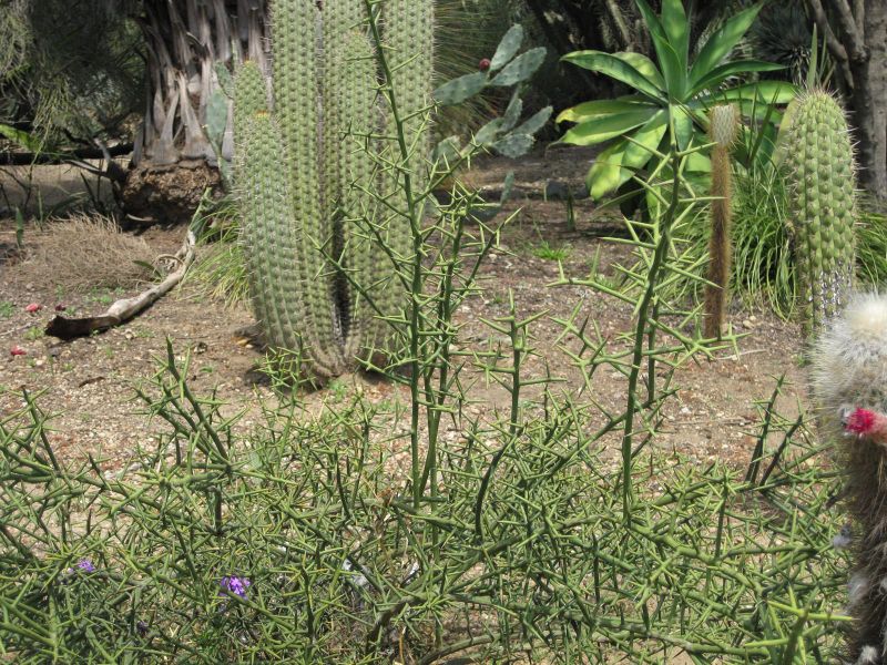 File:800px-IMG 4395 hunt0904.jpg