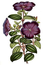 File:180px-Tibouchina elegans - Lemaire.jpg