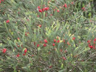 File:320px-IMG 4561 hunt0904.jpg