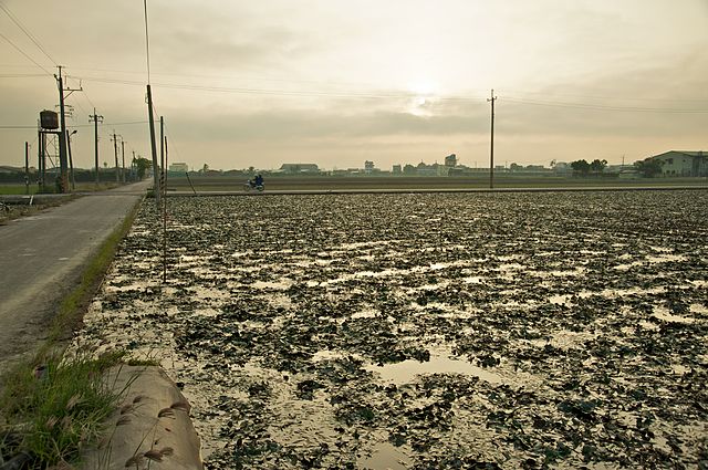 File:640px-Taiwan 2009 Tainan City Water Caltrop Field FRD 7922.jpg