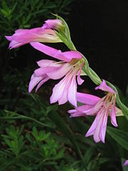 File:180px-Gladiolus italicus06.jpg