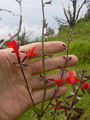 File:180px-Starr 040327-0009 Salvia coccinea.jpg