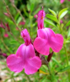 File:240px-Salvia greggii Coronado Pink 2.jpg