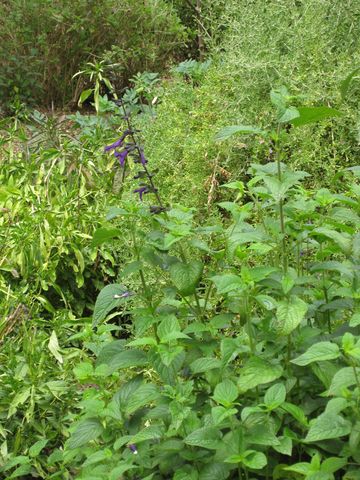 File:360px-IMG 5092 hunt0904.jpg