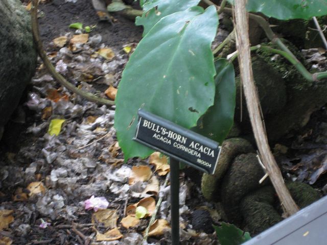 File:640px-IMG 0962 bbg09.jpg