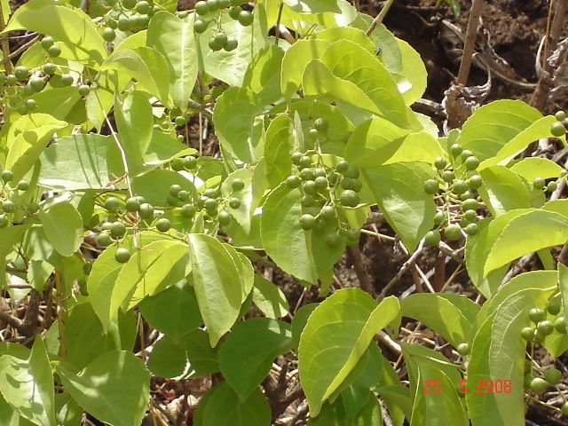 File:640px-Picture1 016.jpg