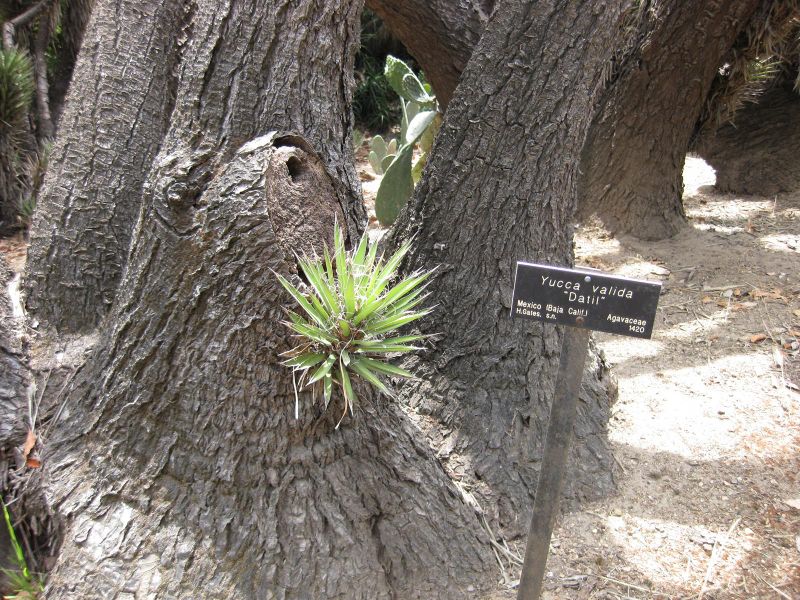 File:800px-IMG 7445 hunt09jun.jpg